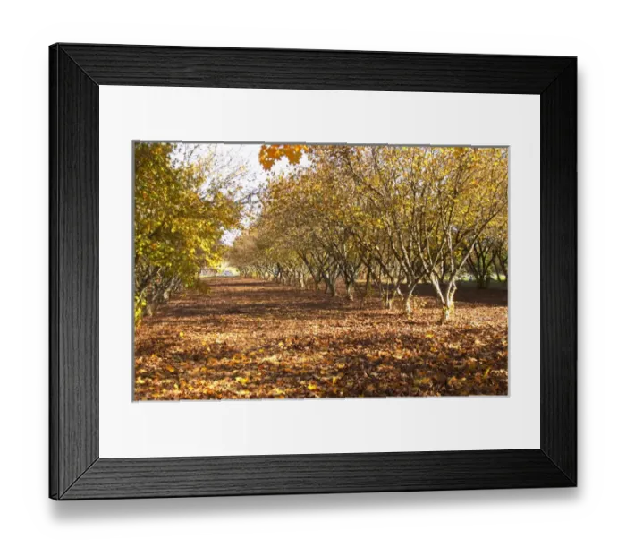 Framed Print : A truffles forest, actually a plantation Truffiere de la Bergerie (Truffiere) truffles
