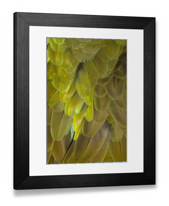 Framed Print : Great Green Macaw feather pattern, Ara ambiguus, also known as Buffons Macaw Framed Print : Great Green Macaw feather pattern, Ara ambiguus, also known as Buffons Macaw