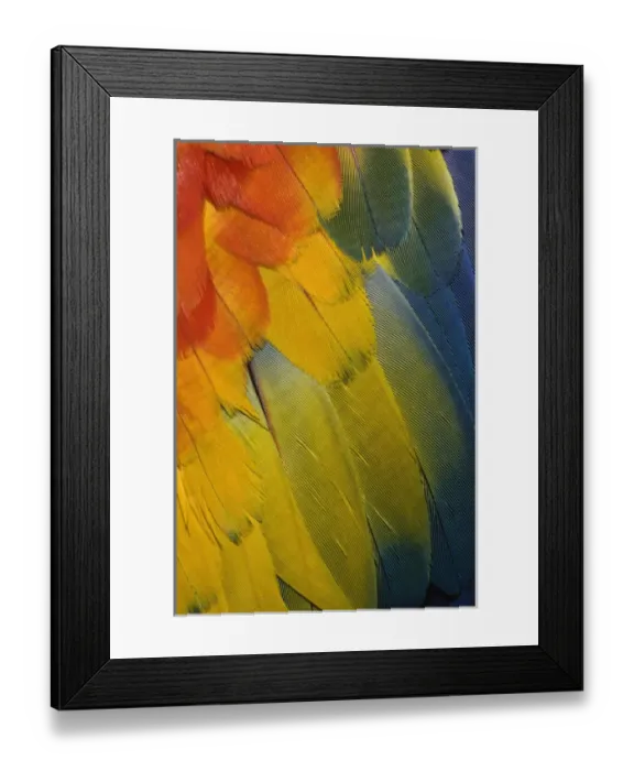 Framed Print : Scarlet Macaw feather pattern, Ara macao Framed Print : Scarlet Macaw feather pattern, Ara macao