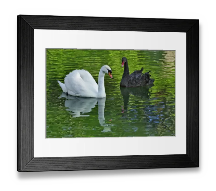 Framed Print : Mute Swan and Australian Mute Swan Framed Print : Mute Swan and Australian Mute Swan