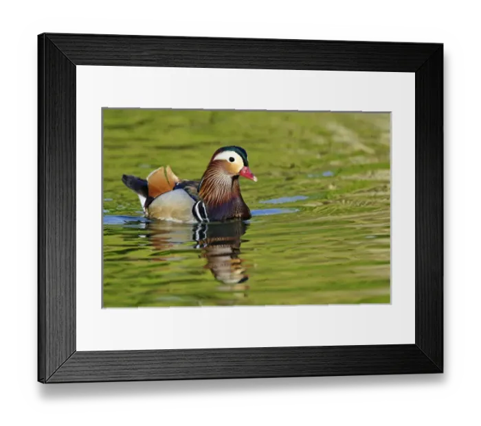 Framed Print : Male Mandarin Duck, Aix galericulata Framed Print : Male Mandarin Duck, Aix galericulata