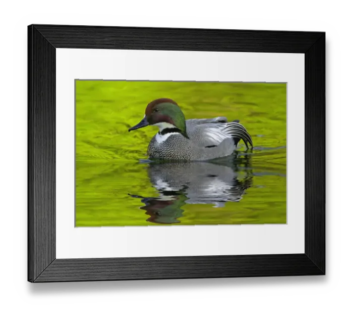 Framed Print : Male Falcated Duck or Falcated Teal, Anas falcata