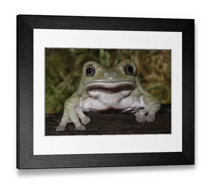 Framed Print : Whites Dumpy Frog, Litoria caerulea, Captive Framed Print : Whites Dumpy Frog, Litoria caerulea, Captive