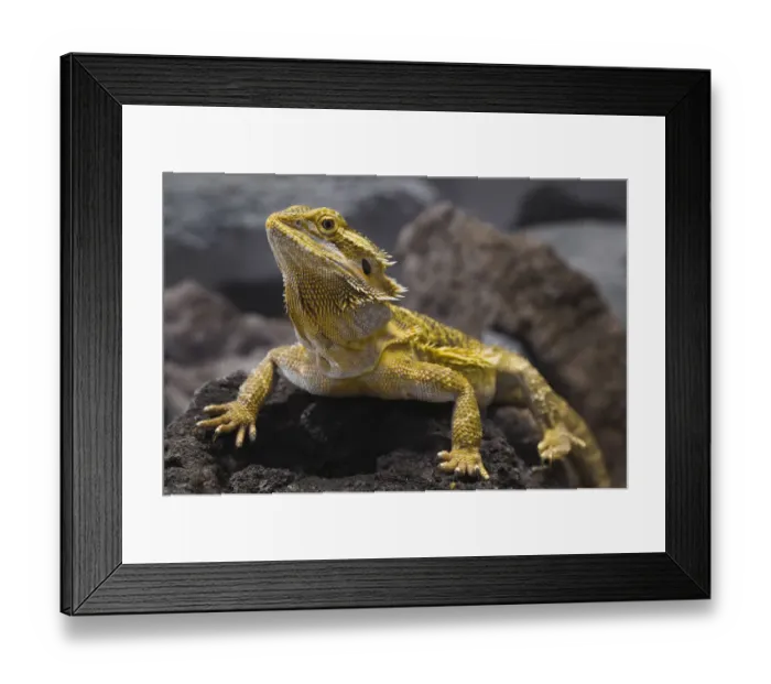 Framed Print : Bearded Dragon, Pogona vitticeps. (Captive) Framed Print : Bearded Dragon, Pogona vitticeps. (Captive)
