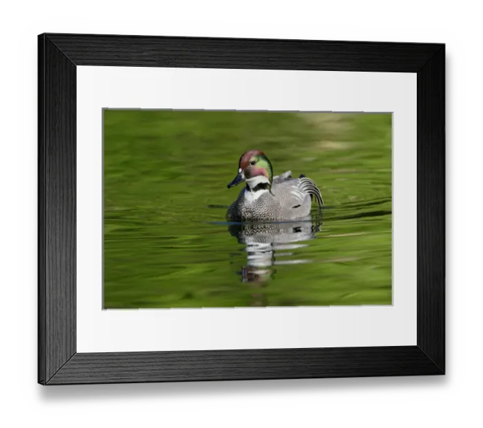 Framed Print : Male Falcated Duck or Falcated Teal, Anas falcata Framed Print : Male Falcated Duck or Falcated Teal, Anas falcata
