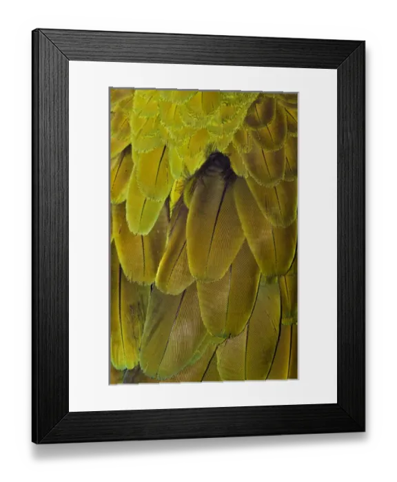 Framed Print : Feather pattern on Macaw