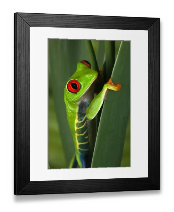 Framed Print : Red eyed tree frog, Agalychnis callidryas Framed Print : Red eyed tree frog, Agalychnis callidryas