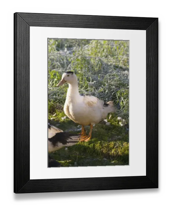 Framed Print : White and black ducks at a duck farm, kept outdoors for grazing before the final