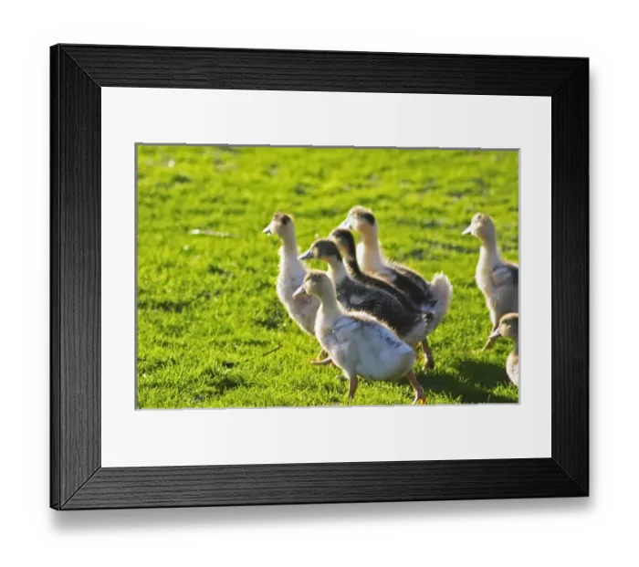 Framed Print : White and black ducks at a duck farm, kept outdoors for grazing before the final Framed Print : White and black ducks at a duck farm, kept outdoors for grazing before the final