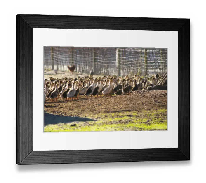 Framed Print : White and black ducks at a duck farm, kept outdoors for grazing before the final Framed Print : White and black ducks at a duck farm, kept outdoors for grazing before the final