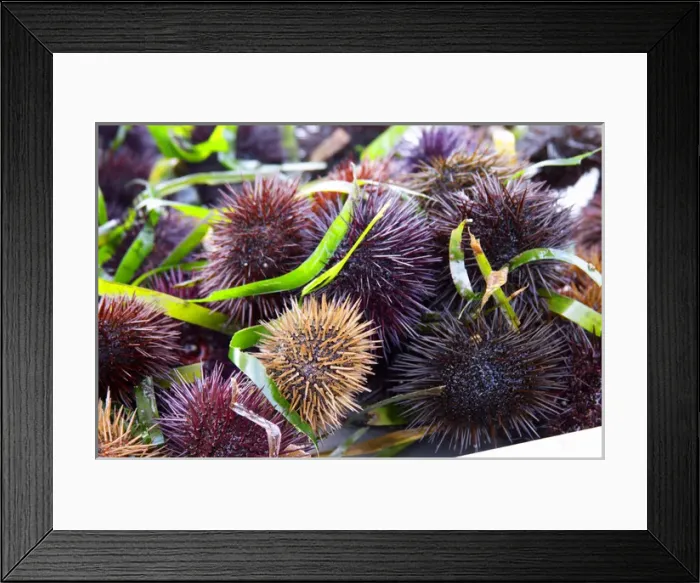 Framed Print : Street market merchants stall with sea urchins oursin with sharp needles Framed Print : Street market merchants stall with sea urchins oursin with sharp needles
