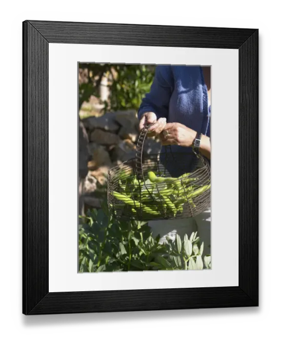 Framed Print : green Beans in the vegetable garden picked and held in a metal wire basket Clos des Framed Print : green Beans in the vegetable garden picked and held in a metal wire basket Clos des