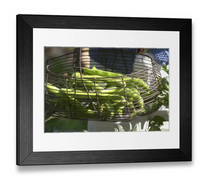 Framed Print : green Beans in the vegetable garden picked and held in a metal wire basket Clos des Framed Print : green Beans in the vegetable garden picked and held in a metal wire basket Clos des