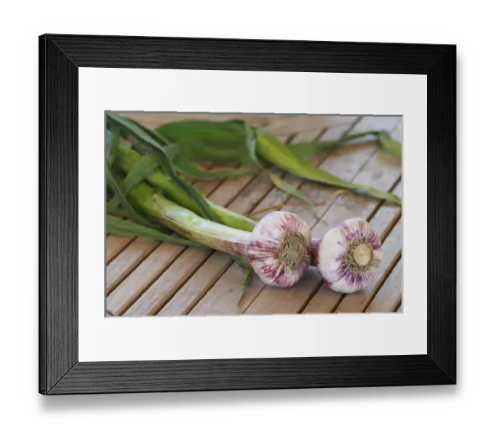 Framed Print : Two fresh garlic on a wooden teak table, withe and violet bulbs and green stem Clos Framed Print : Two fresh garlic on a wooden teak table, withe and violet bulbs and green stem Clos