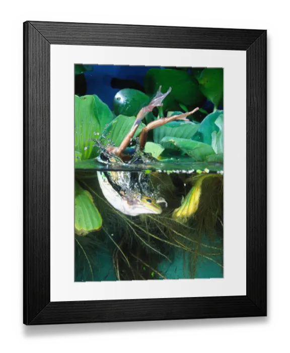 Framed Print : Golden Bell Frog Diving, Litoria aurea Framed Print : Golden Bell Frog Diving, Litoria aurea
