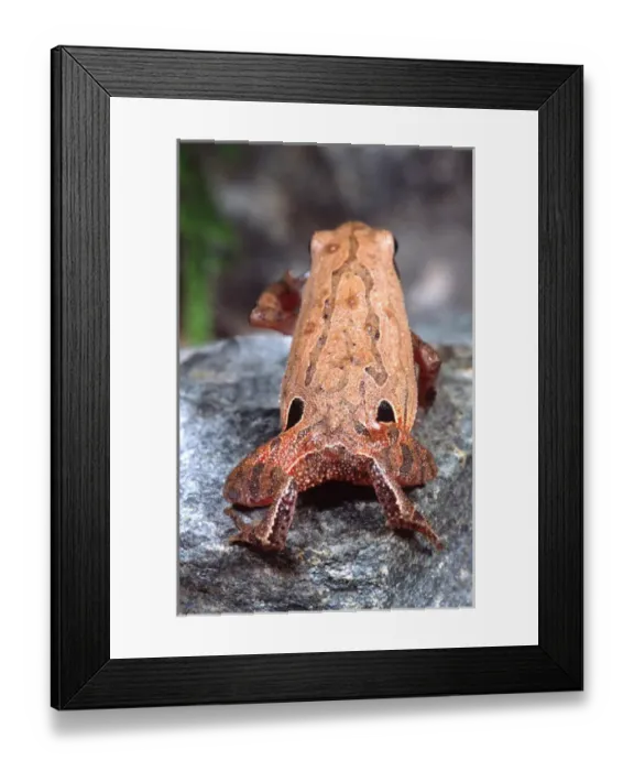 Framed Print : Four-eyed Narrow Mouth Toad Kalophrynus pleurostigma Native to Southern Malaysia Framed Print : Four-eyed Narrow Mouth Toad Kalophrynus pleurostigma Native to Southern Malaysia