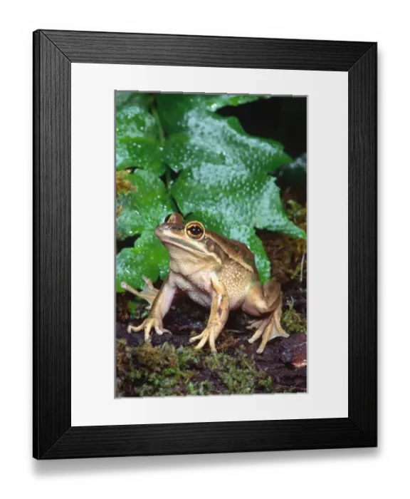 Framed Print : Golden Bell Frog Litoria aurea Native to Australia Framed Print : Golden Bell Frog Litoria aurea Native to Australia