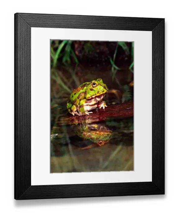 Framed Print : Paraguay Horn Frog Chacophrys pierotti native to Paraguay