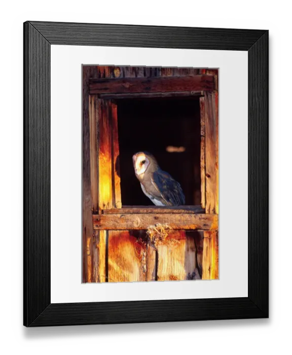 Framed Print : Barn Owl Tylo alba Native to Southern US Framed Print : Barn Owl Tylo alba Native to Southern US