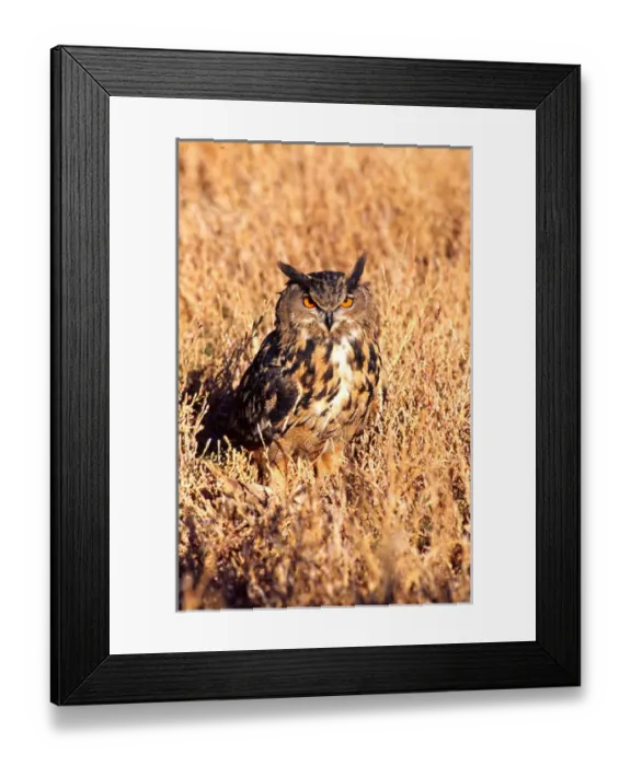 Framed Print : Forest Eagle Owl Bubo bubo Native to Eurasia