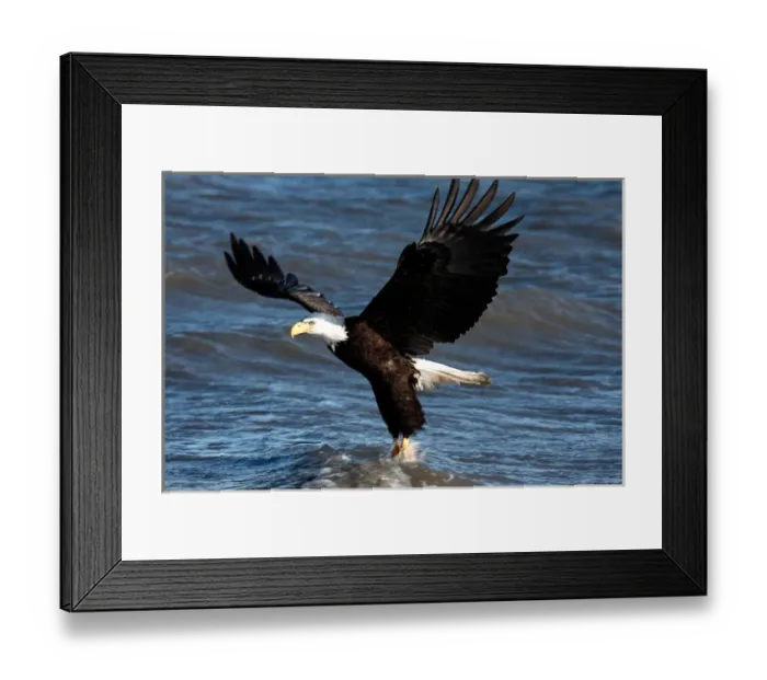Framed Print : Bald Eagle snagging a fish Haliaeetus leucocephalus Homer Alaska 2006 Framed Print : Bald Eagle snagging a fish Haliaeetus leucocephalus Homer Alaska 2006