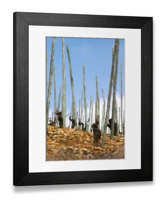 Framed Print : Old vines on stony pebbly soil and with supporting poles after winter pruning but Framed Print : Old vines on stony pebbly soil and with supporting poles after winter pruning but