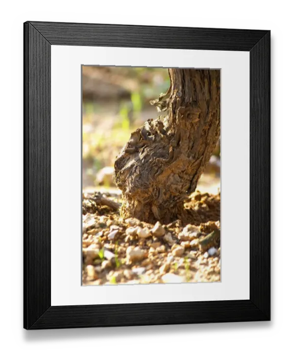 Framed Print : Chateau Mire l Etang. La Clape. Languedoc. Old, gnarled and twisting vine. Terroir soil Framed Print : Chateau Mire l Etang. La Clape. Languedoc. Old, gnarled and twisting vine. Terroir soil