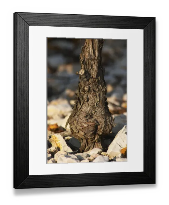 Framed Print : Chateau Mire l Etang. La Clape. Languedoc. Old, gnarled and twisting vine. France Framed Print : Chateau Mire l Etang. La Clape. Languedoc. Old, gnarled and twisting vine. France