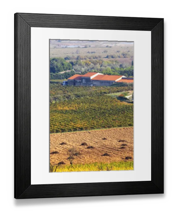 Framed Print : Chateau Mire l Etang. La Clape. Languedoc. Vines grubbed up for replanting. France Framed Print : Chateau Mire l Etang. La Clape. Languedoc. Vines grubbed up for replanting. France