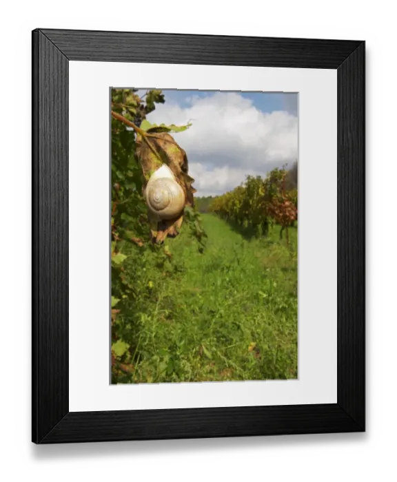 Framed Print : Domaine Borie la Vitarele Causses et Veyran St Chinian. Languedoc. A snail hanging on a vine leaf Framed Print : Domaine Borie la Vitarele Causses et Veyran St Chinian. Languedoc. A snail hanging on a vine leaf