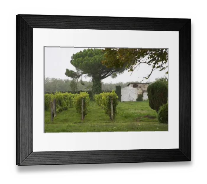 Framed Print : The garden or park at the chateau is mainly used as a vineyard Chateau de Cerons