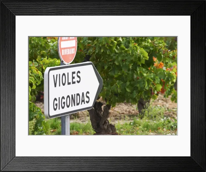 Framed Print : Road sign in front of the vineyards saying Gigondas and Violes. An old vine in Framed Print : Road sign in front of the vineyards saying Gigondas and Violes. An old vine in