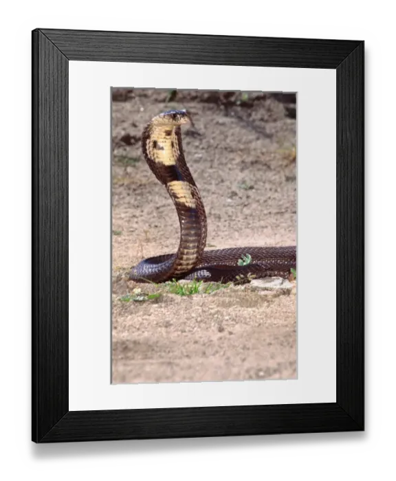 Framed Print : Monocled Cobra Naja naja kaouthia Native to South Eastern Asia Framed Print : Monocled Cobra Naja naja kaouthia Native to South Eastern Asia