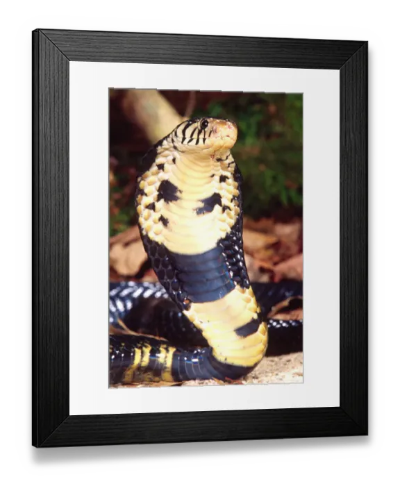 Framed Print : Forest Cobra Naja melanoleuca Native to Central Africa Framed Print : Forest Cobra Naja melanoleuca Native to Central Africa