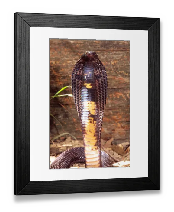 Framed Print : Black Pakistan Cobra Naja naja karchiensis Native to Pakistan
