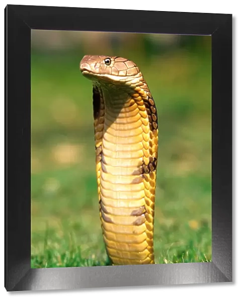 King Cobra Ophiophagus hannah Native to Northern India to China