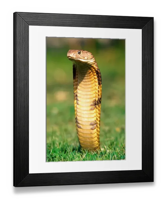 Framed Print : King Cobra Ophiophagus hannah Native to Northern India to China