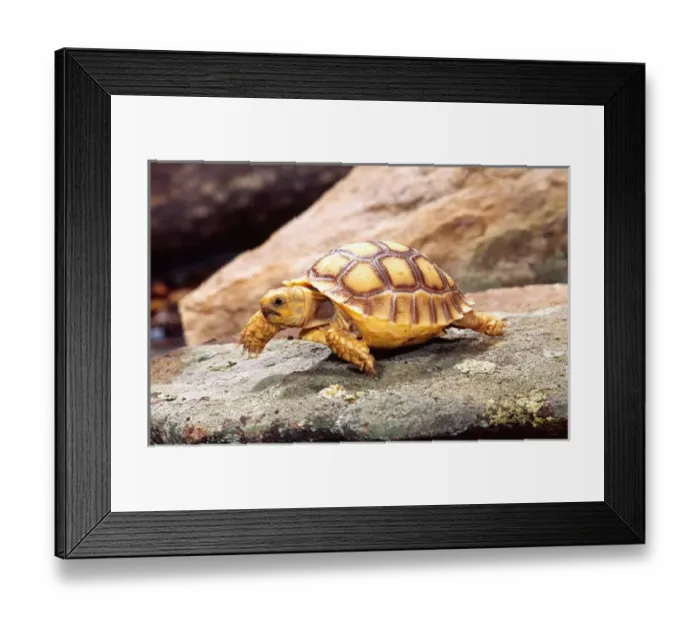Framed Print : African Spur-thighed Tortoise Geochelone sulcata Native to Africa Framed Print : African Spur-thighed Tortoise Geochelone sulcata Native to Africa