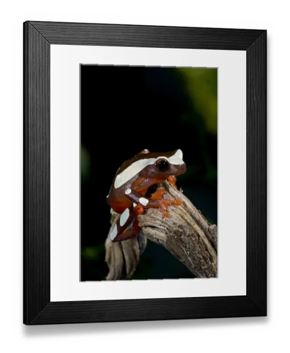 Framed Print : Clown Treefrog Hyla leucophylatta Native to Surinam Framed Print : Clown Treefrog Hyla leucophylatta Native to Surinam