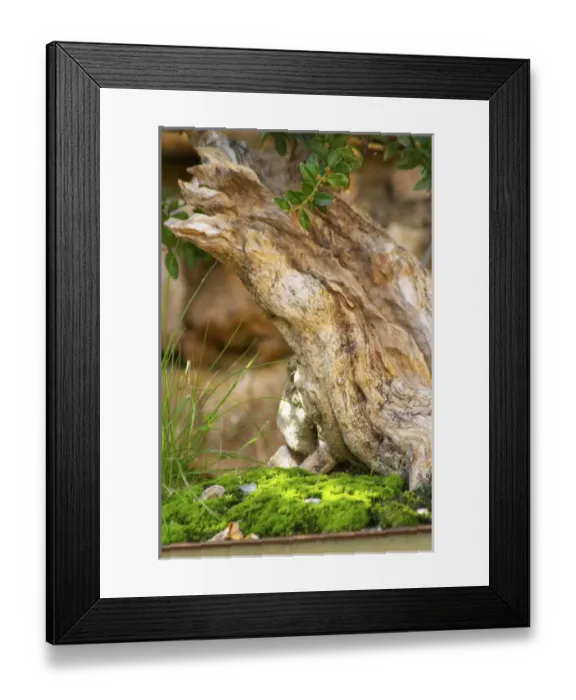 Framed Print : Domaine Borie la Vitarele Causses et Veyran St Chinian. Languedoc. Bonzai trees. France Framed Print : Domaine Borie la Vitarele Causses et Veyran St Chinian. Languedoc. Bonzai trees. France