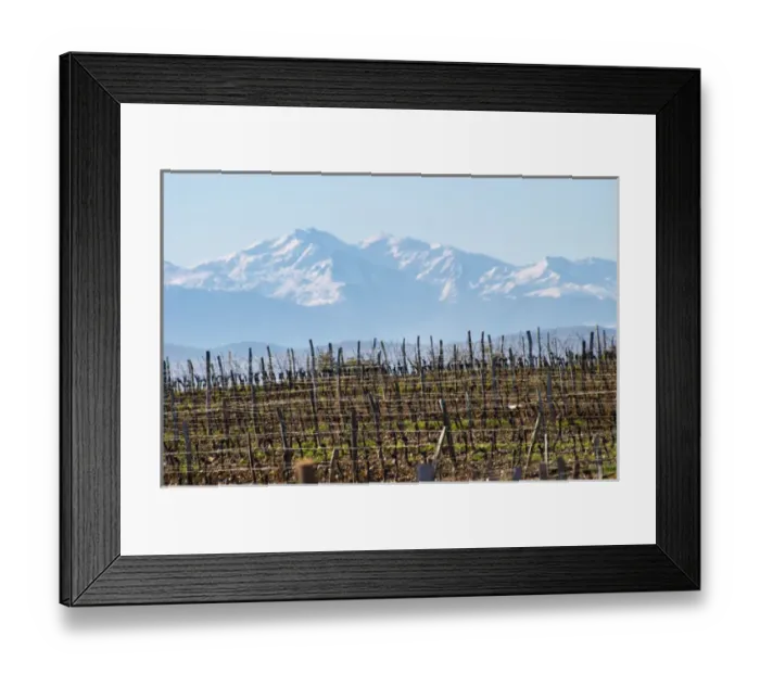 Framed Print : Chateau Rives-Blanques. Limoux. Languedoc. Chardonnay grape vine variety. France