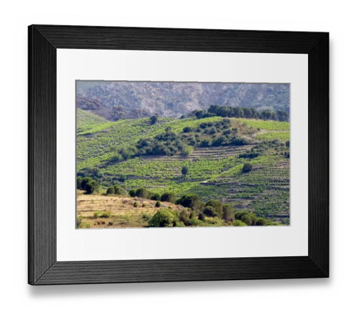 Framed Print : Collioure. Roussillon. France. Europe. Vineyard Framed Print : Collioure. Roussillon. France. Europe. Vineyard