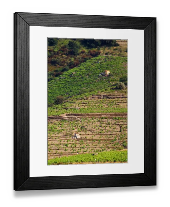 Framed Print : Collioure. Roussillon. A tool shed hut in the vineyard. France. Europe. Vineyard Framed Print : Collioure. Roussillon. A tool shed hut in the vineyard. France. Europe. Vineyard