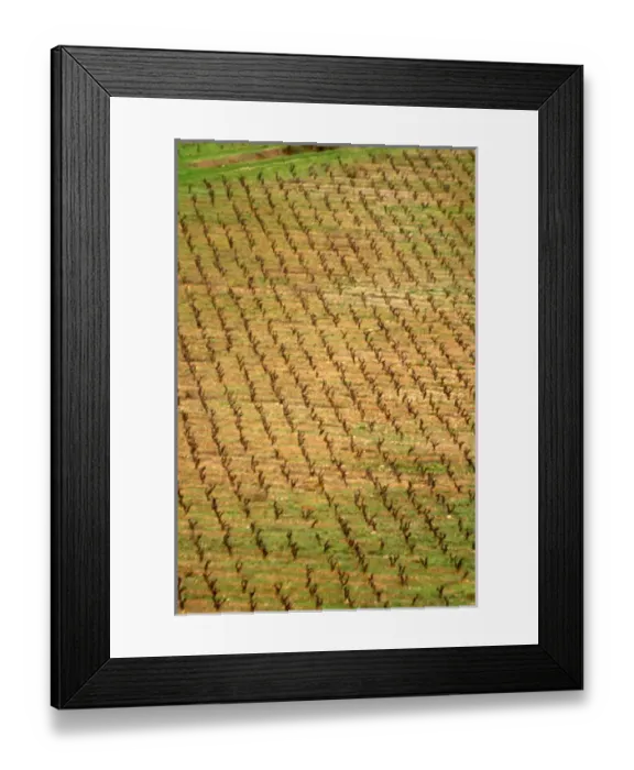 Framed Print : Chateau Pech-Latt. Near Ribaute. Les Corbieres. Languedoc. The vineyard. France. Europe Framed Print : Chateau Pech-Latt. Near Ribaute. Les Corbieres. Languedoc. The vineyard. France. Europe