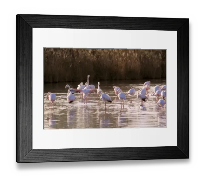 Framed Print : Europe, France, Greater Flamingo, Phoenicopterus Rubber