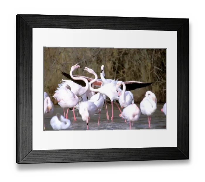 Framed Print : Europe, France, Greater Flamingo, Phoenicopterus Rubber Framed Print : Europe, France, Greater Flamingo, Phoenicopterus Rubber