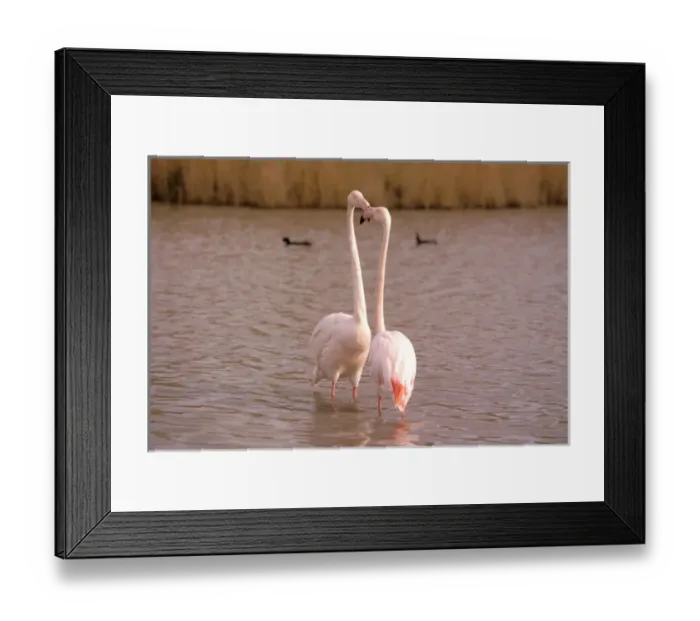 Framed Print : Europe, France, Greater Flamingo, Phoenicopterus Rubber Framed Print : Europe, France, Greater Flamingo, Phoenicopterus Rubber