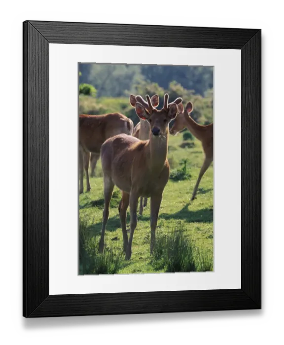 Framed Print : Deer Framed Print : Deer