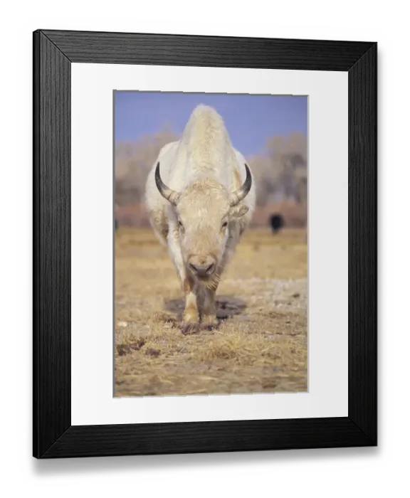 Framed Print : Captive white American bison; American Indians revered rare white buffalo as a spirit Framed Print : Captive white American bison; American Indians revered rare white buffalo as a spirit