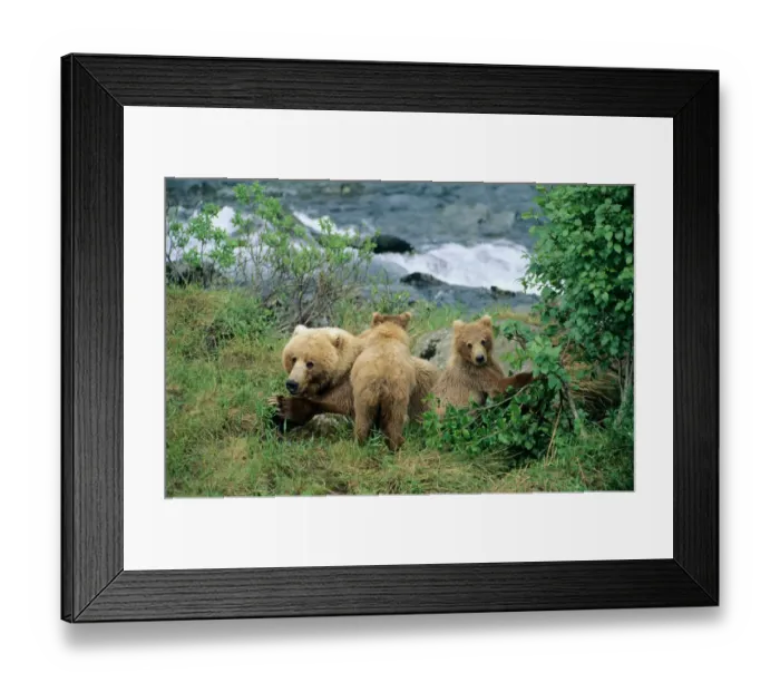 Framed Print : A signal horn is also widely used, When traveling in bear country I keep bear spray Framed Print : A signal horn is also widely used, When traveling in bear country I keep bear spray